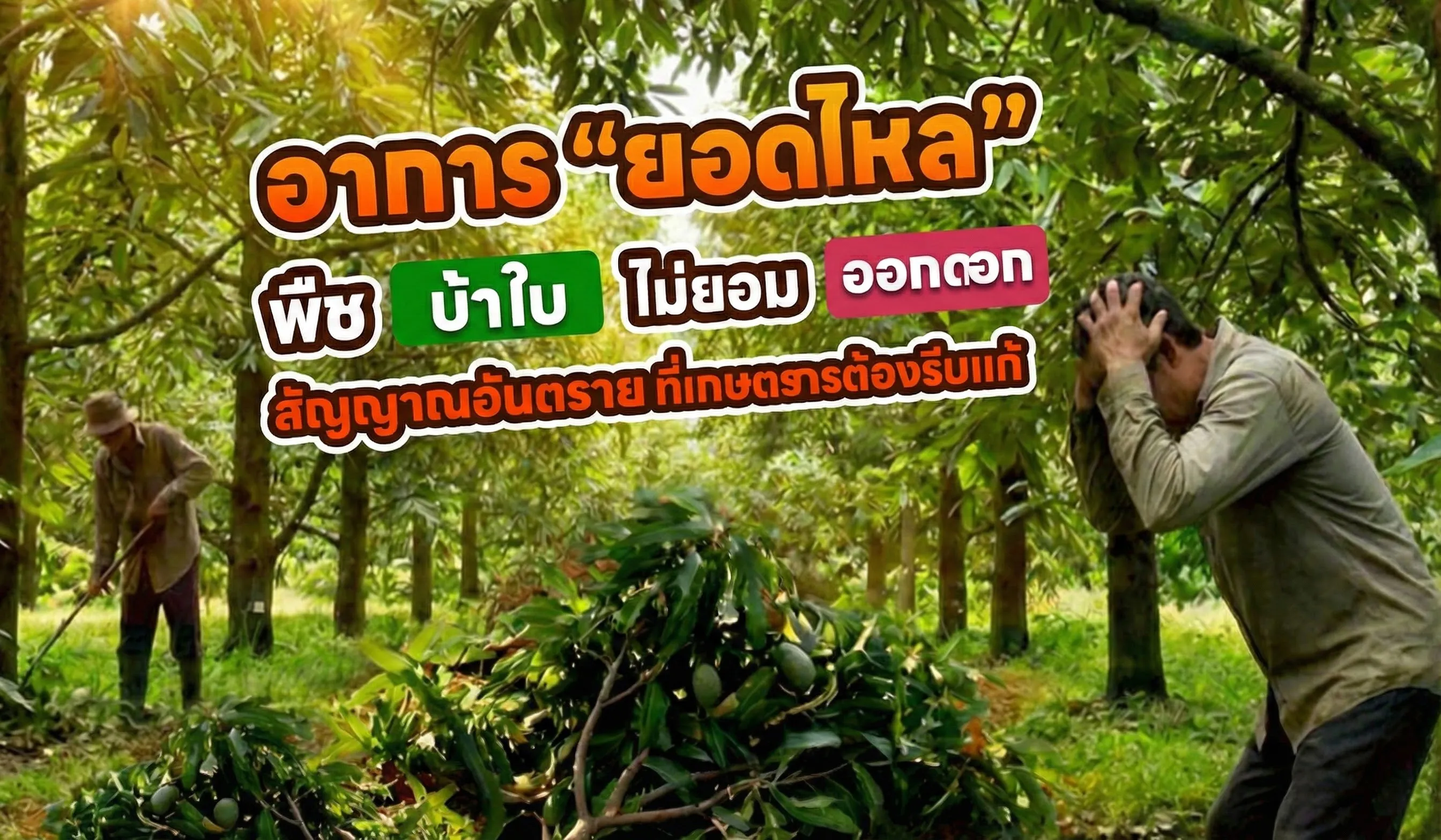 อาการ "ยอดไหล" (Vegetative Flush)